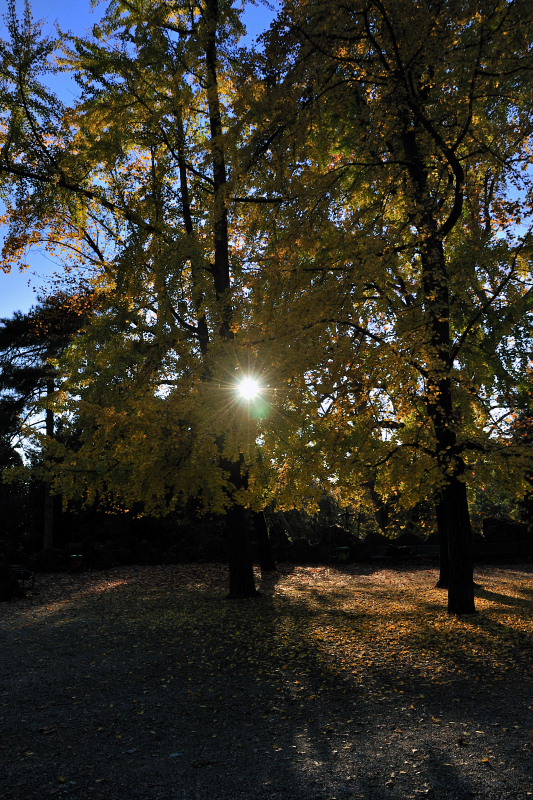 controluce autunnale