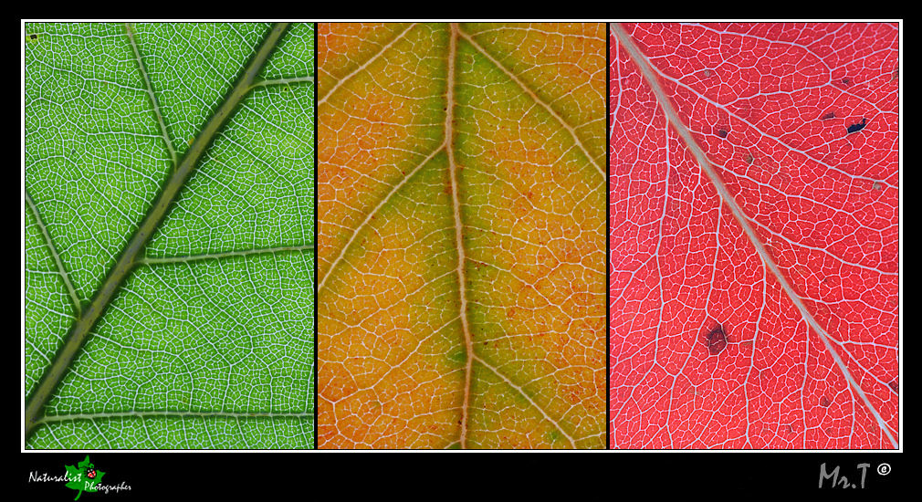 ...texture d'autunno...