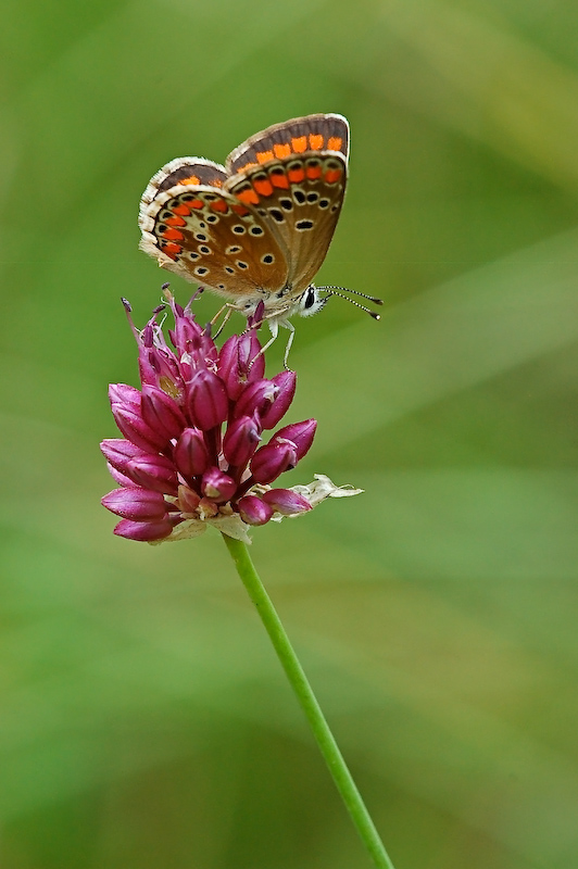 Licedine primaverile