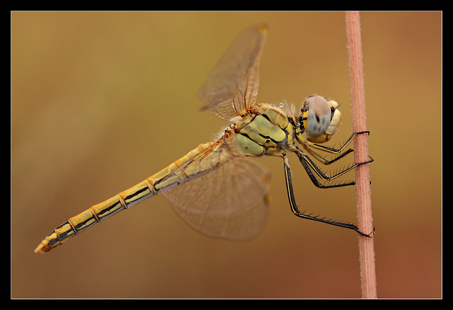 Sympetrum fonscolombii immaturo