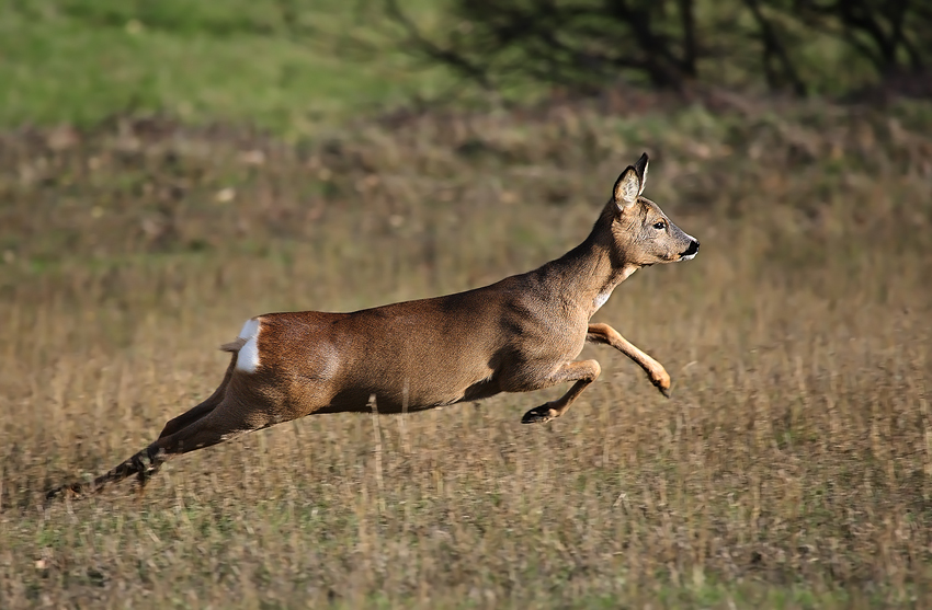 Il decollo del Capriolo ^_^