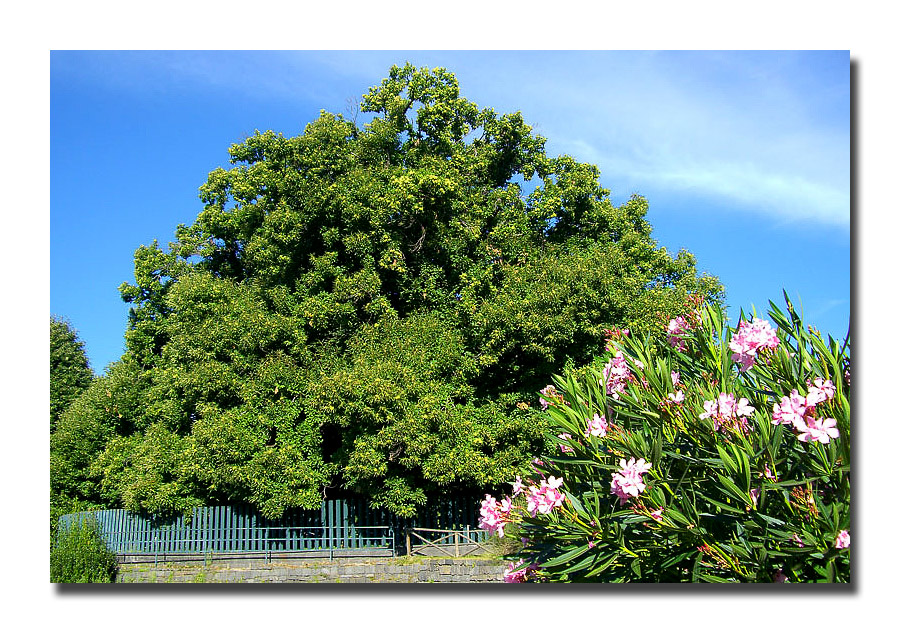 Castagno-dei-cento-cavalli