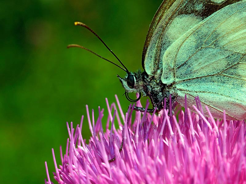 Farfalla sconosciuta