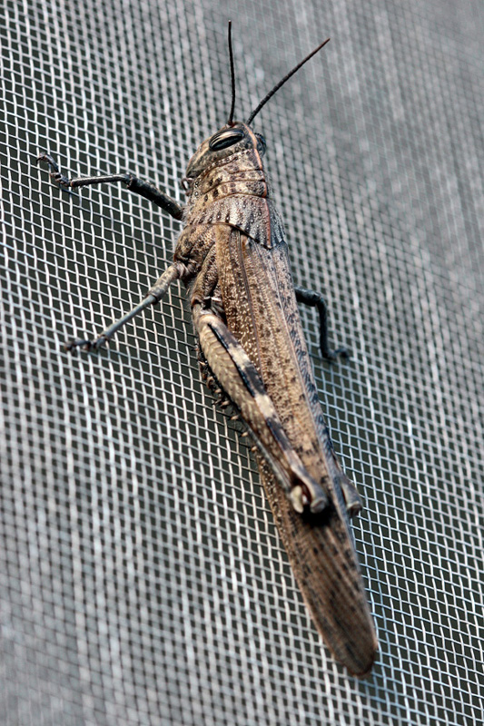 VERTICALE SULLA RETE