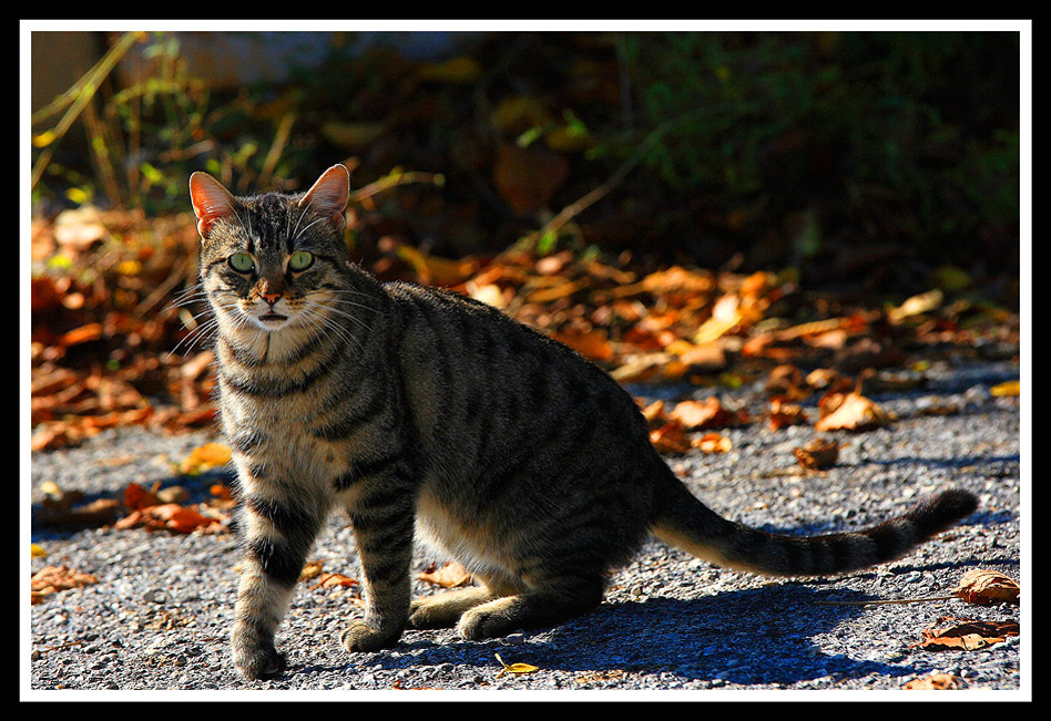 Gatto in autunno