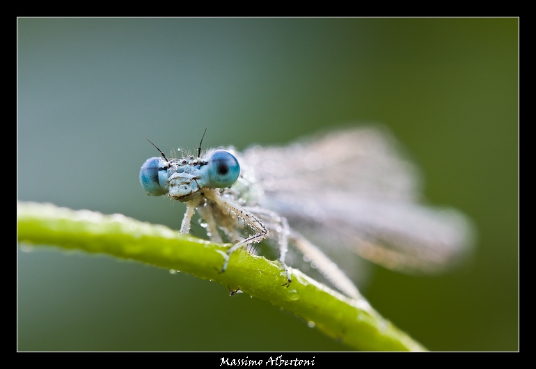 Dami-jet pronta al decollo!