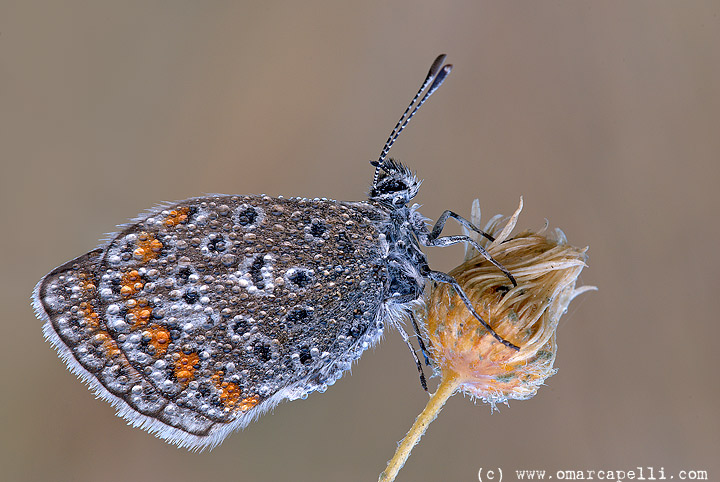 Licenide con rugiada