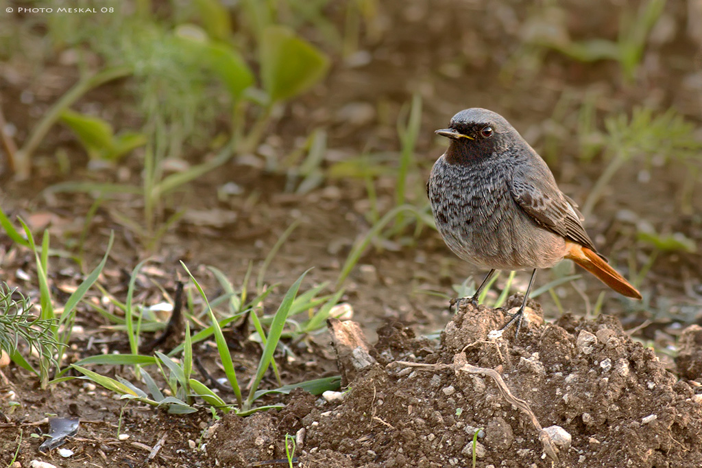 CODIROSSO SPAZZACAMINO