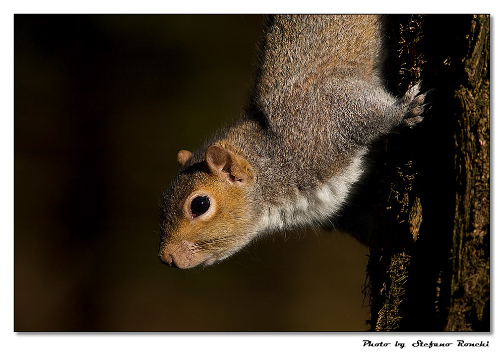 Scoiattolo