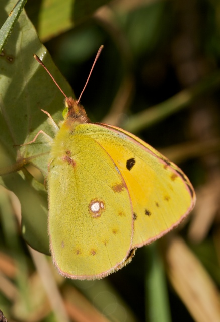 colias crocea