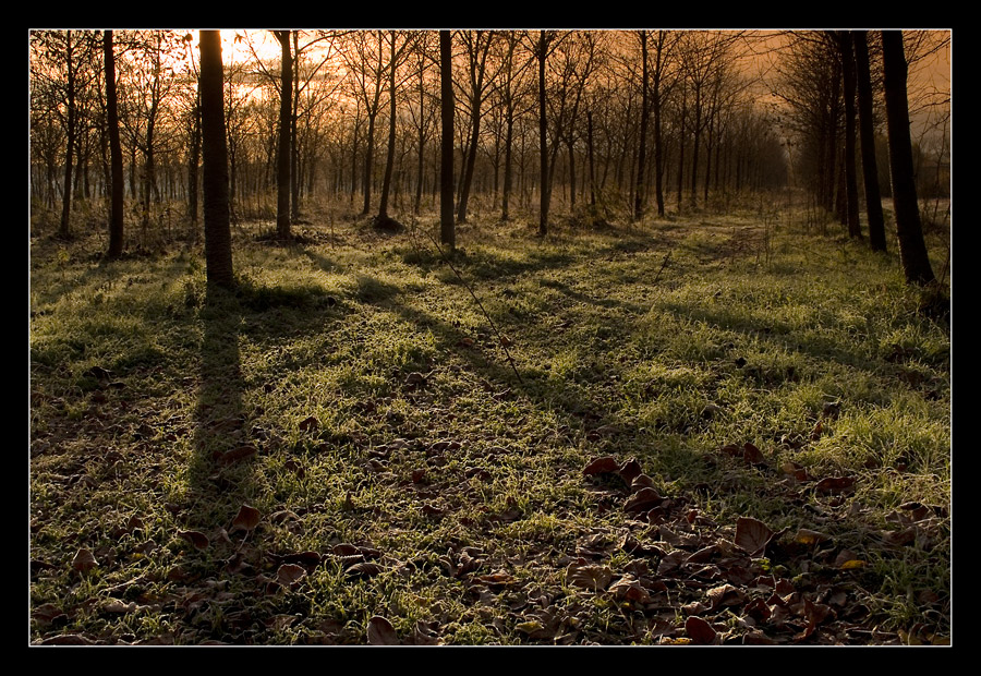 Il verde e il marrone...