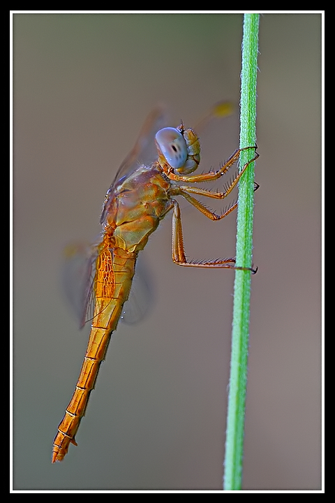 Libellula....