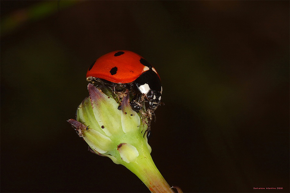 Un veloce spuntino !!!