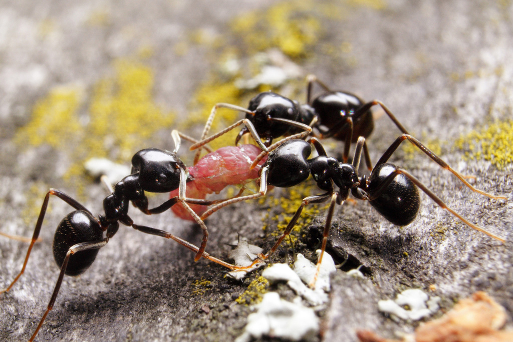 tre formiche e un bruco