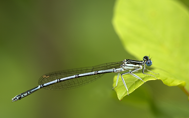 Platycnemis pennipes