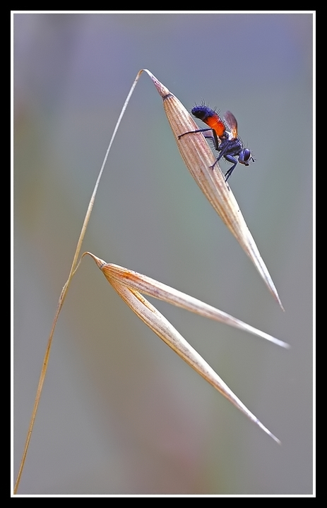 Cylindromyia brassicaria....