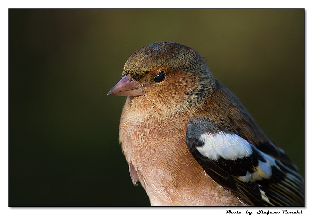 Ritratto di frguello