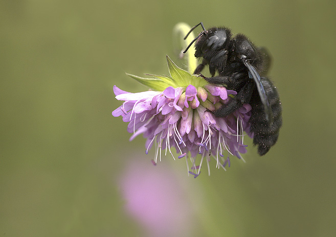 Xilocopia violacea