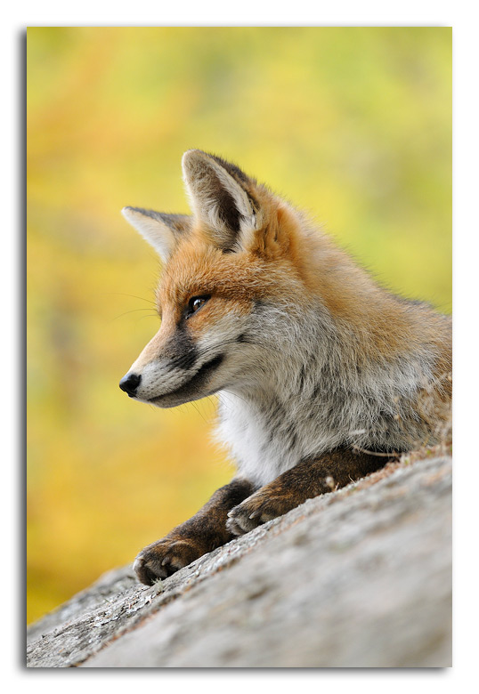 Ritratto di volpe...