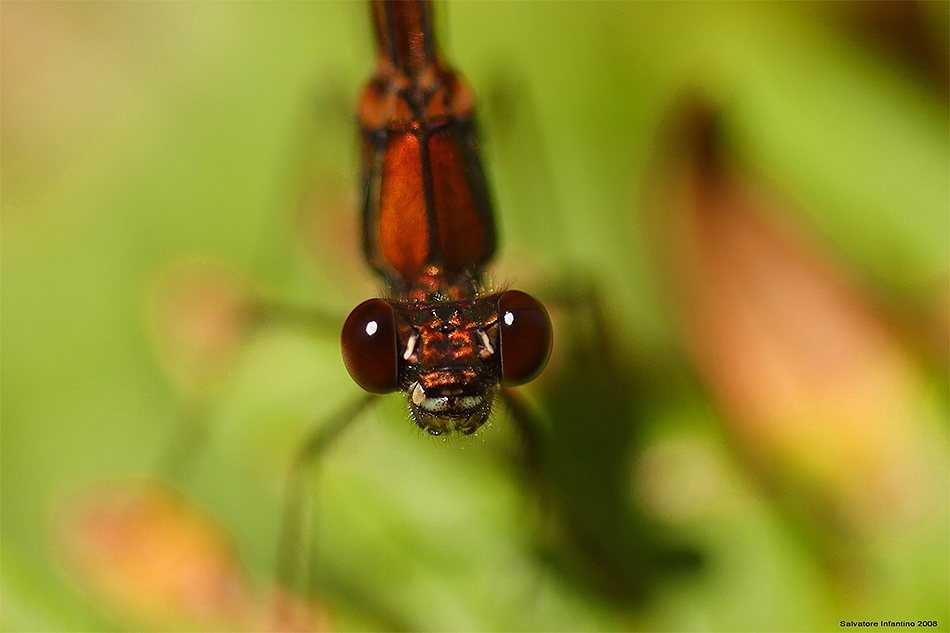 Primi Piani Di Damigelle !!!