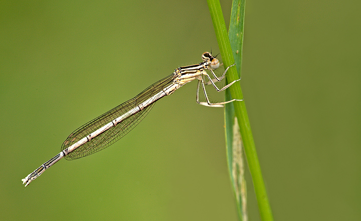 Una compagnia estiva