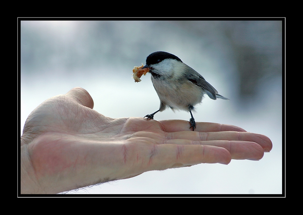 Mi fido, ma ti tengo d'occhio...