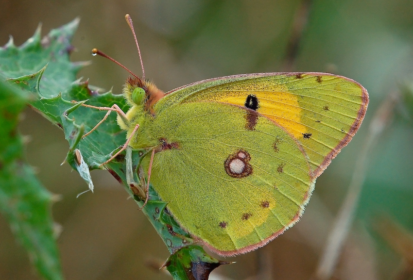 Colias crocea