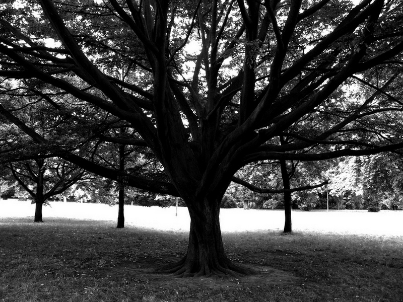 Uno per tutti, tutti per uno