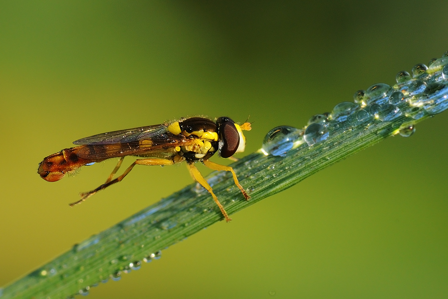 piccola e sfuggente sirfide