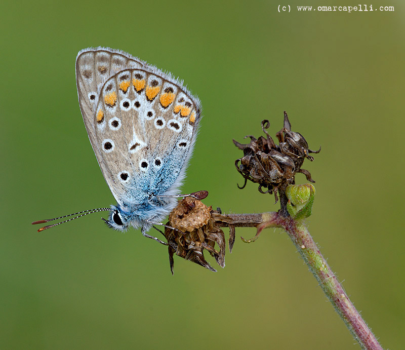 Licenide sotto sopra