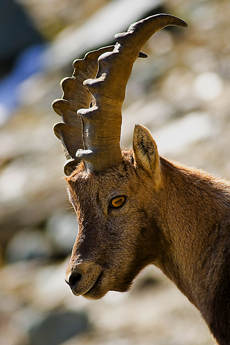 Profilo - stambecco giovane