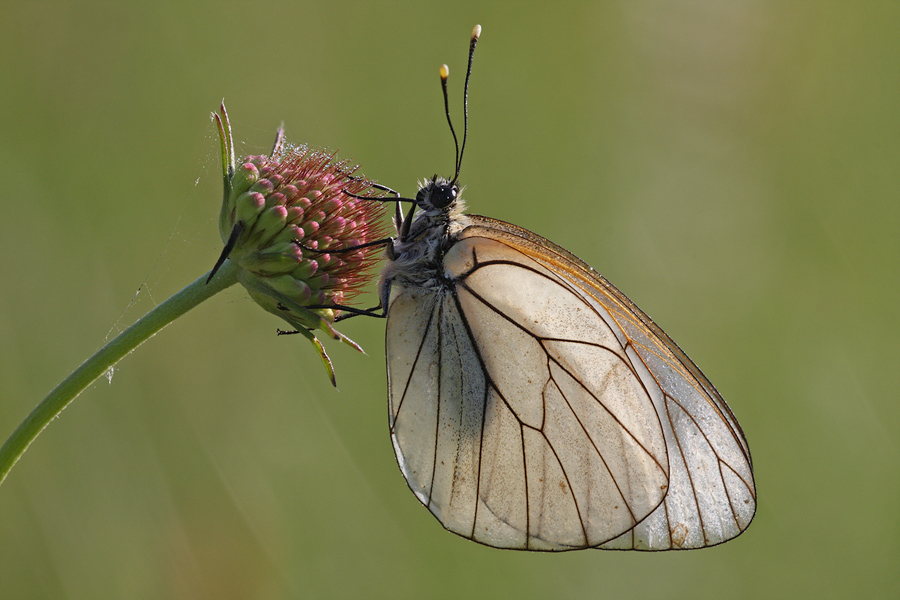 Pieride del biancospino