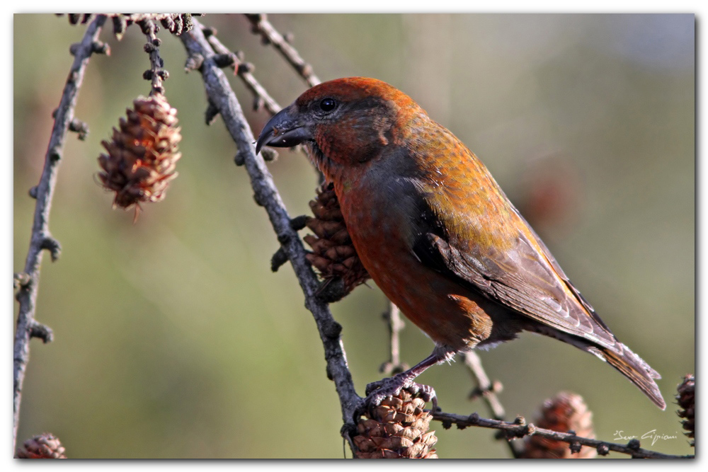 Crociere maschio in pastura sul larice.