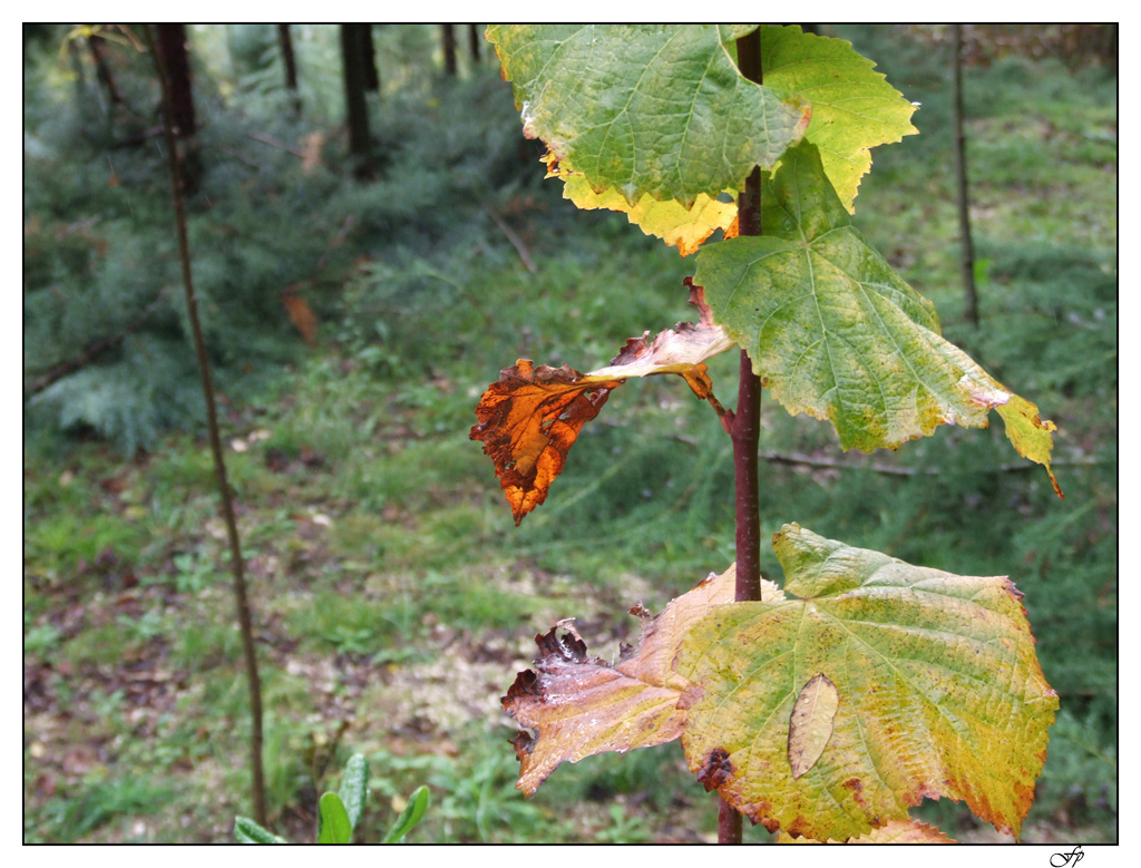 Ascensore per il Cielo