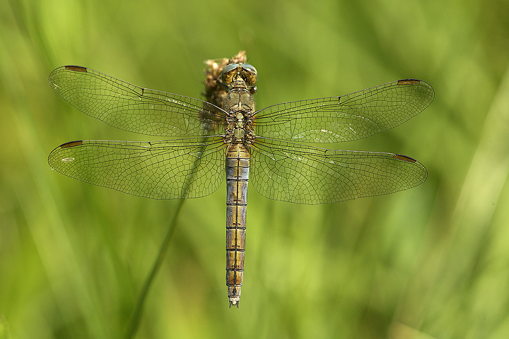 Orthetrum coerulescens (f)