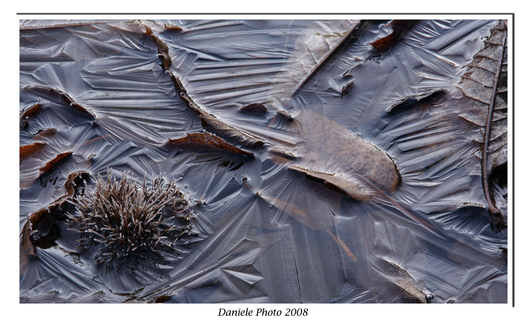 foglie e riccio...ghiacciati