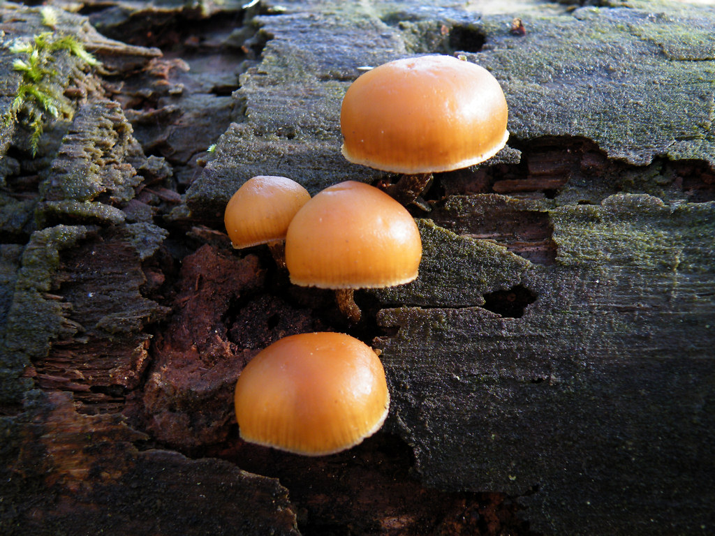 Galerina Marginata
