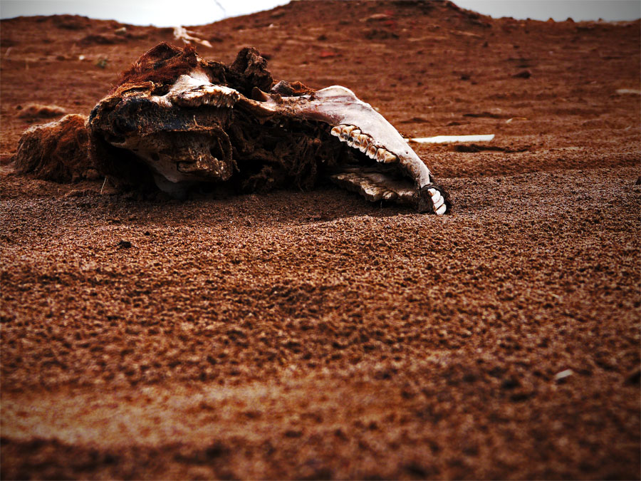 Scheletro nel deserto
