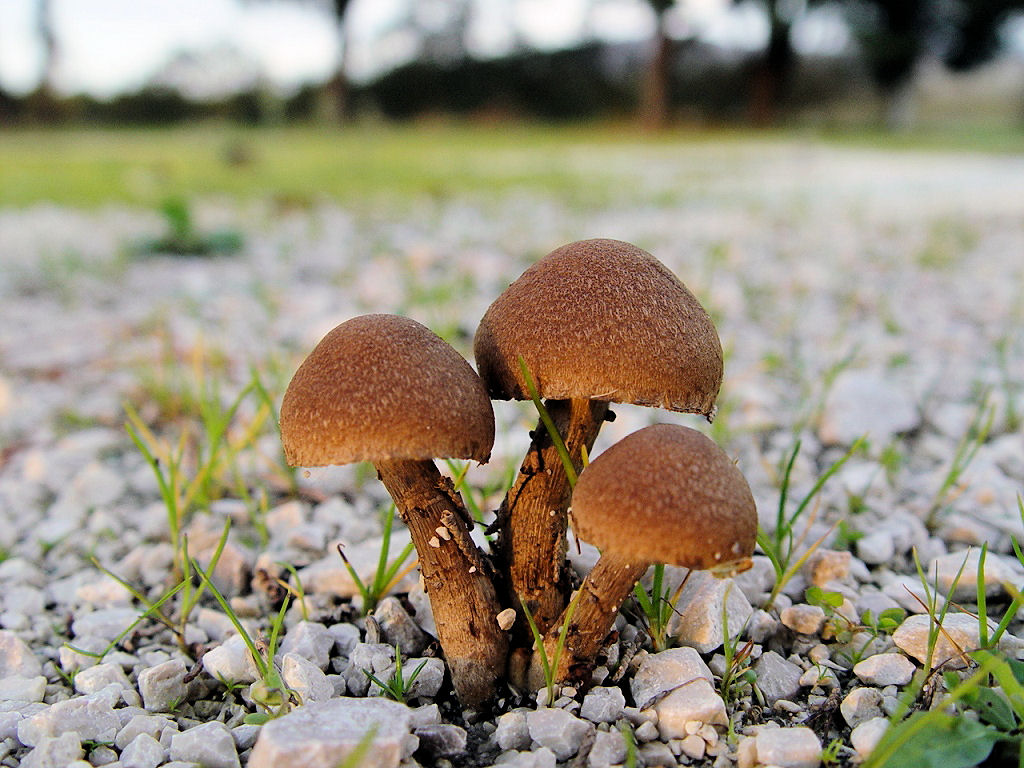 Famiglia Fungh�tti