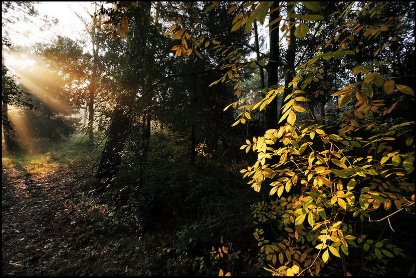 A new light in the Wood