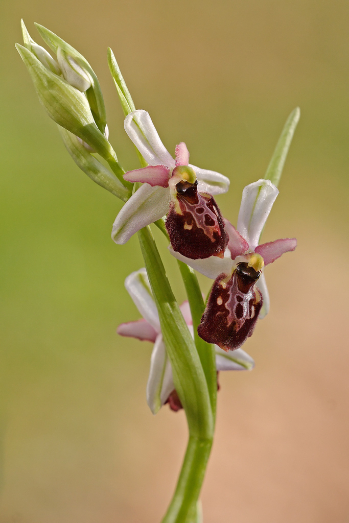 orchidee - fra poco tornano.......