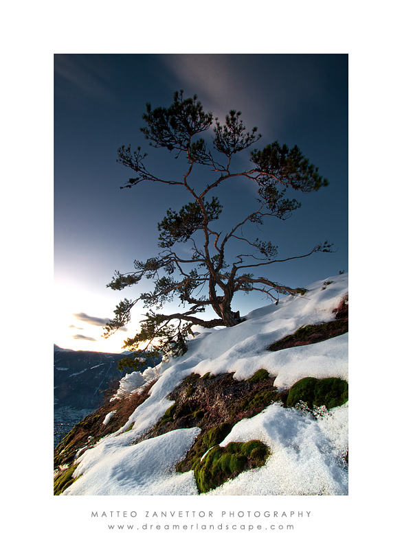 Tree Of The Everlasting Beauty