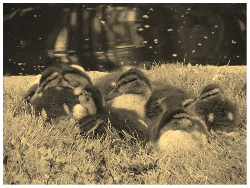 L'unione fa...tenerezza!