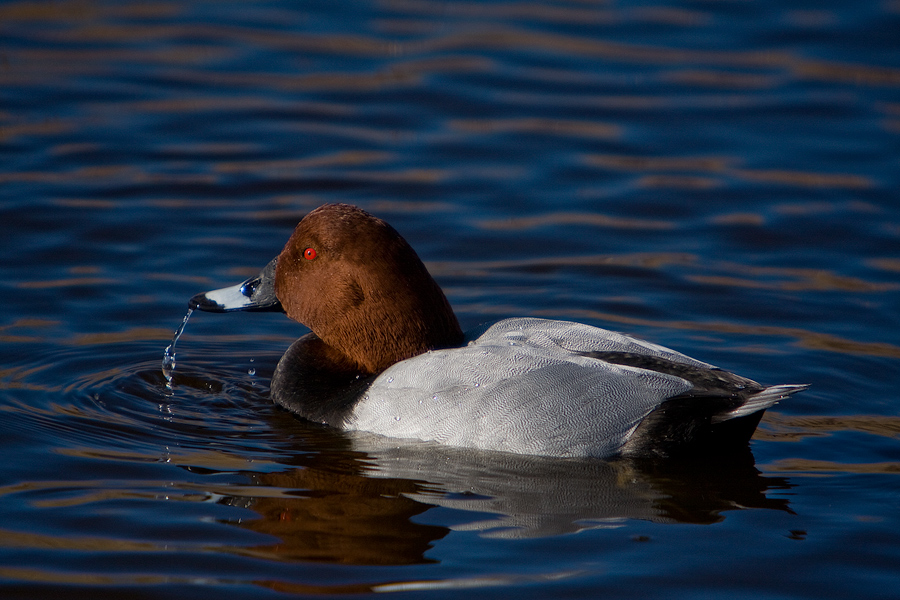 Moriglione - Aythya ferina