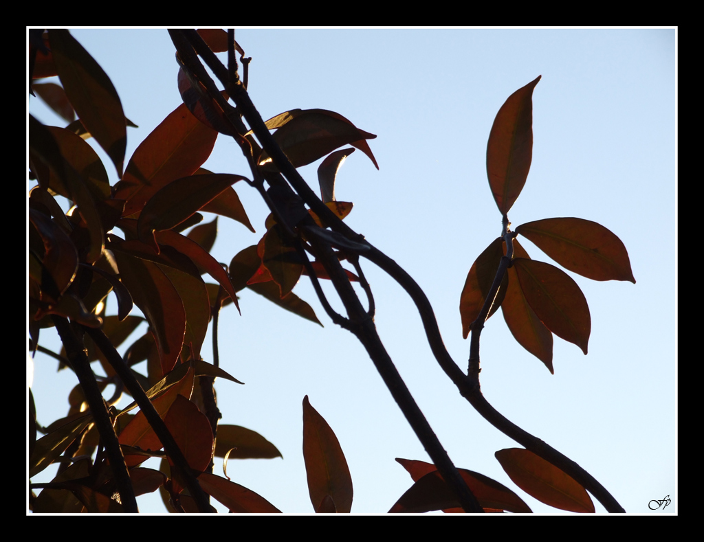 Disegnando con le Foglie