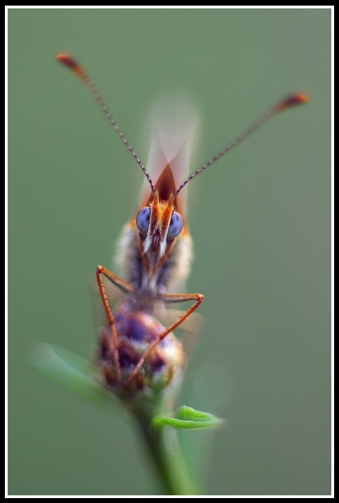 Davanti alla melitea....