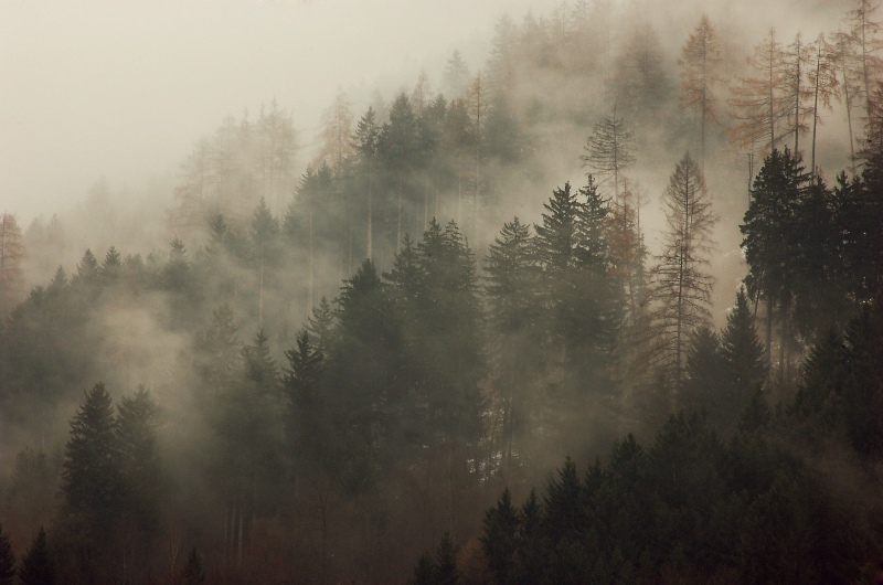 Foresta di Innsbruck