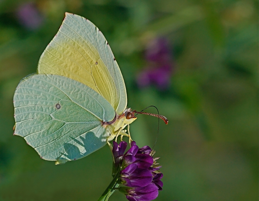Gonepteryx cleopatra