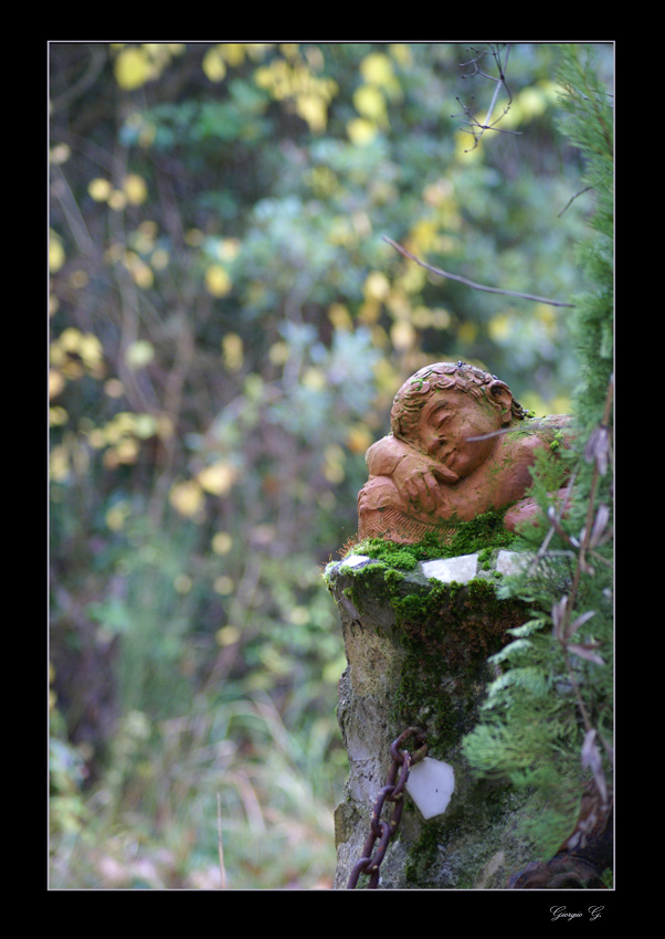 Addormentato nel bosco...