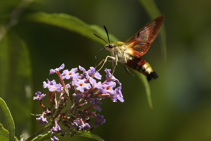 Hemaris fuciformis II